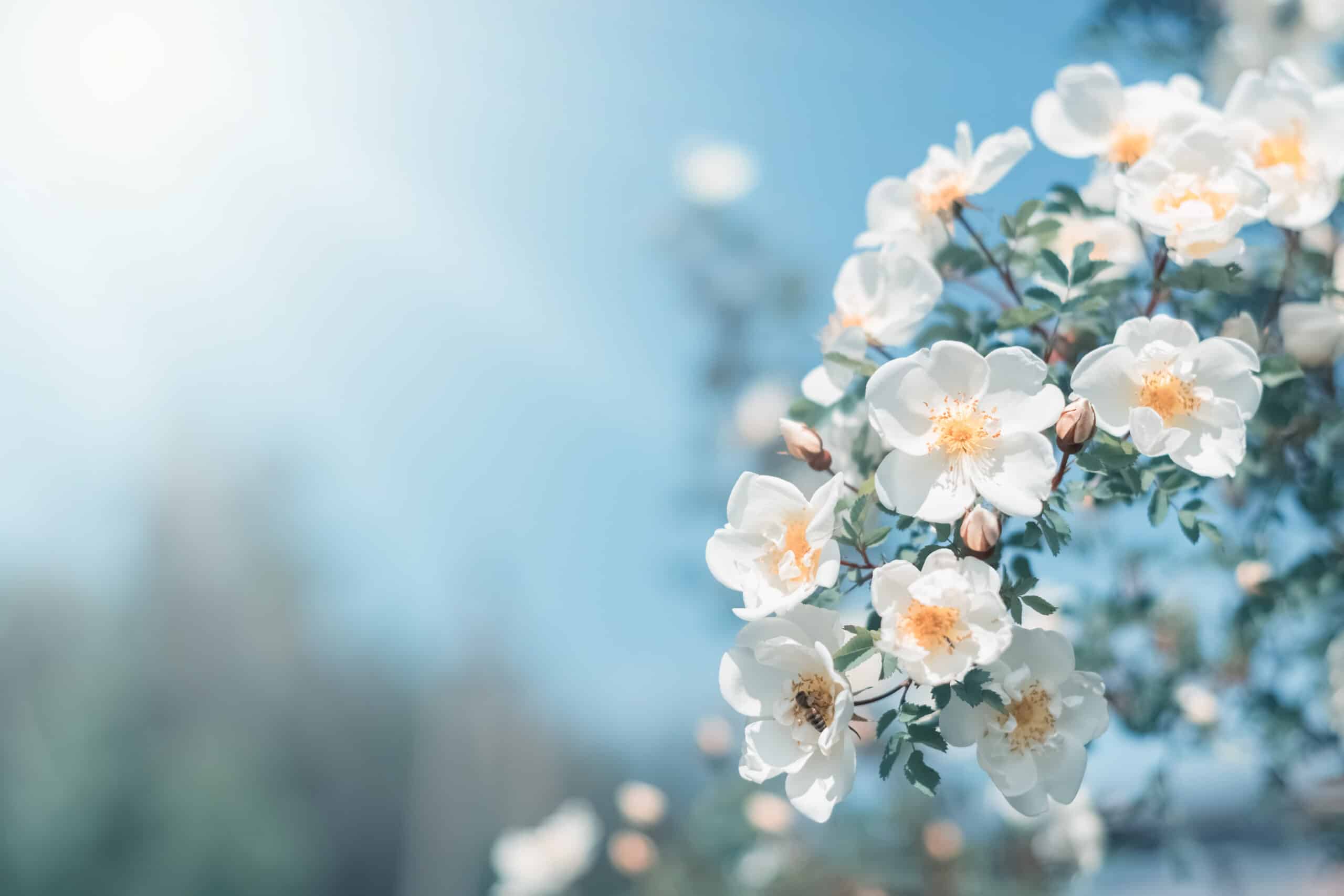 Your Nervous System in Spring